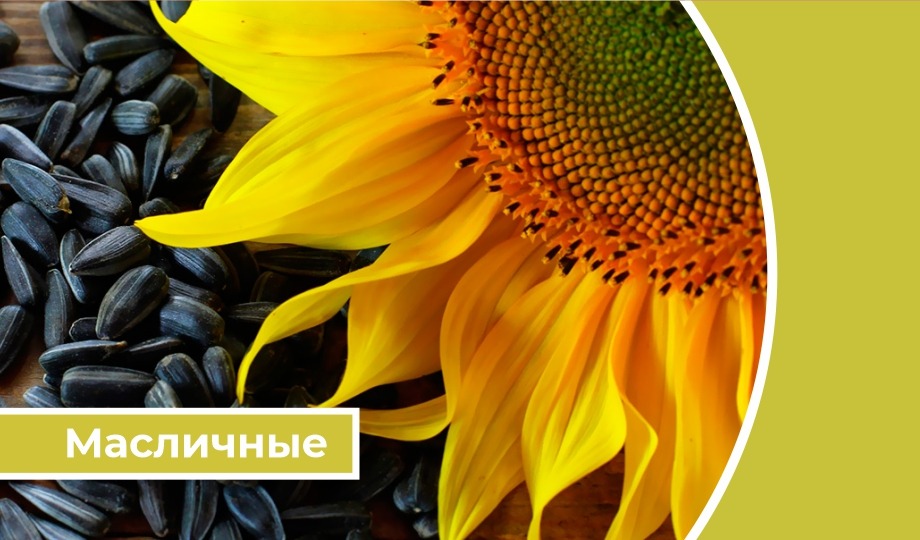 Дайджест «Масличные»: Ценовые соглашения на подсолнечное масло прекратили действие в РФ с 1 октября