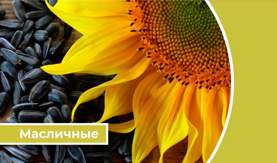 Дайджест «Масличные»: Валовой сбор подсолнечника в России достиг почти 16 млн