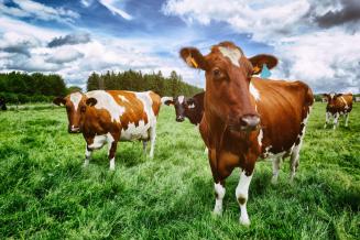 В Ингушетии поголовье крупного рогатого скота увеличилось на 2,1%