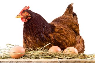 Чувашия в четверке лидеров роста производства куриных яиц в ПФО за 9 месяцев