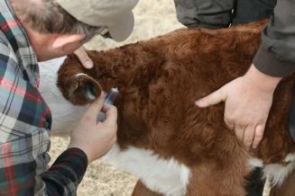 Россельхознадзор заявил, что открыт предзаказ на вакцину от COVID-19 для животных