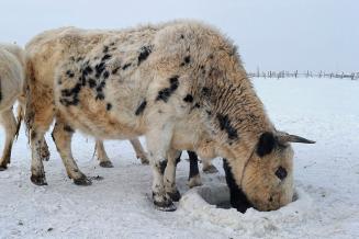Ученые нашли гены, позволяющие якутским коровам выживать в морозы