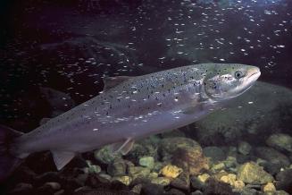 Рыбаки на Камчатке в&nbsp;2021 году добыли рекордные 440 тыс. т лосося