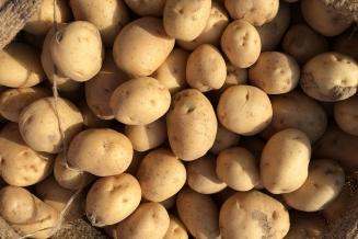 В Ивановской области завершается уборка овощей и картофеля
