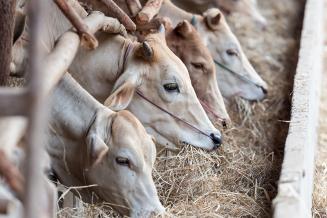 «Русагро» вышла из бизнеса по производству коровьего молока
