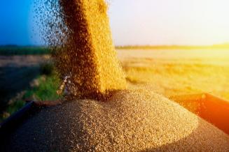 Аграрии Самарской области собрали более 1,9 млн т зерна
