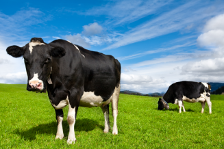В Карачаево-Черкесии поголовье коров увеличилось на 1,3%