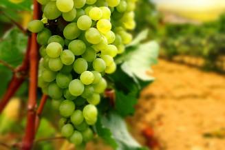 В Дагестане собрали рекордный урожай винограда — 233 тыс. т