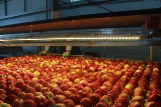 В Чеченской Республике ввели в&nbsp;эксплуатацию фруктохранилище на 10 тыс. т продукции