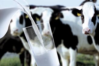 Сельхозорганизации Татарстана нарастили производство молока