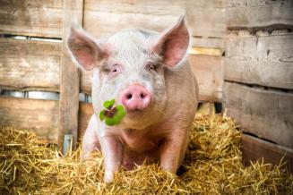 Danish Crown: Китайский импорт свинины будет способствовать восстановлению цен в предстоящем году