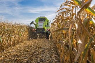В Краснодарском крае намолочено 2,3 млн т кукурузы, уборка продолжается