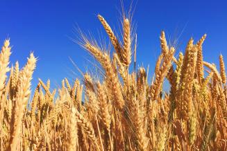 Ученые Омского АНЦ создали новые высокопродуктивные сорта пшеницы