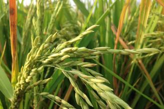 В Ростовской области растет урожайность риса