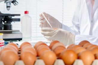 Минсельхоз России предложил новые правила ветсанэкспертизы яиц
