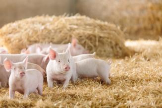 Фермеры в Германии отказываются от свиноводства