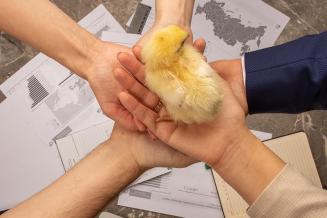 Прорыв в области редактирования генов может положить конец выбраковке цыплят-самцов