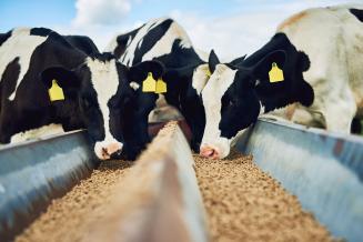Более 10,5 млрд руб. правительство направит на компенсацию расходов «на содержание и покупку кормов для крупного рогатого скота»