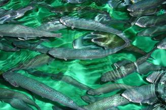За три года производство товарной рыбы в Северной Осетии выросло в 10,5 раза