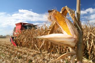 В Брянской области намолочено более 1&nbsp;млн&nbsp;т кукурузы