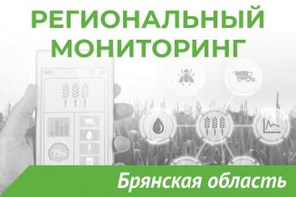 Еженедельный бюллетень о состоянии АПК Брянской области на 31 августа