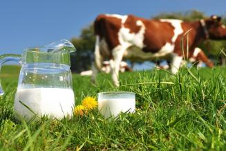 В Брянской области продуктивность коров выросла на&nbsp;7,1%