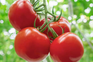 В Краснодарском крае снизились розничные цены на свежие помидоры