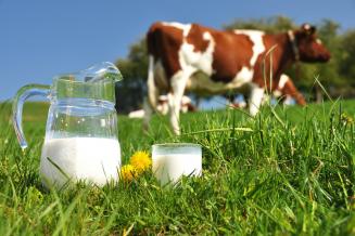 Российские ученые выяснят влияние генетики коров на&nbsp;вредные кислоты в&nbsp;молоке