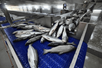 Россия сможет выйти на 80% собственной переработки рыбы