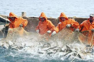 ВАРПЭ предложила создать страховой фонд для добытчиков лососевых