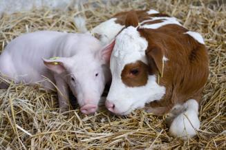 Мордовия лидирует в ПФО по производству свиней на убой 