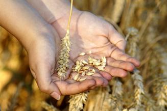 В России нашли способ извлечения зерна на ранней стадии спелости