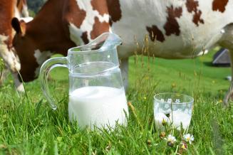В татарстанских сельхозорганизациях за&nbsp;сутки получено 3,9&nbsp;тыс.&nbsp;т молока