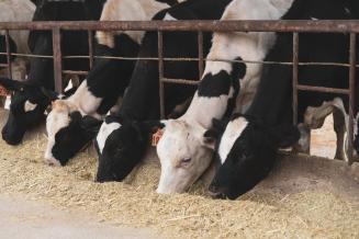 В Дагестане развивается молочное скотоводство