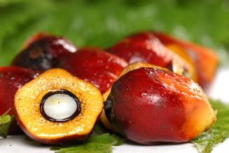 Индонезия вводит новые требования для экспортеров продукции из пальмового масла