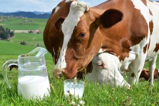 С начала года в&nbsp;сельхозорганизациях и&nbsp;фермерских хозяйствах Башкирии произвели 59,4&nbsp;тыс.&nbsp;т молока
