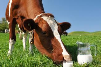 С начала года пермские сельхозорганизации произвели 40&nbsp;тыс.&nbsp;т коровьего молока
