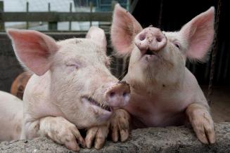 Цены на свиней в Китае упали после китайского Нового года из-за слабого спроса
