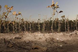 Засуха в соевом поясе Аргентины напоминает ситуацию 2018 года