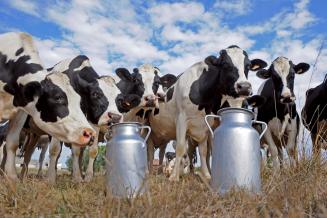 Сельхозорганизации и КФХ Тамбовской области за сутки получили свыше 274 т молока