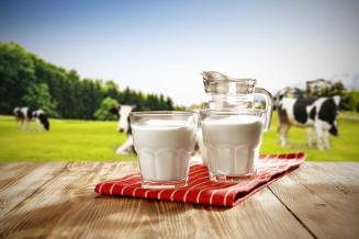Производство молока в&nbsp;Ярославской области может увеличиться на&nbsp;треть