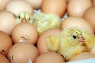 Россельхознадзор разрешил семи предприятиям Турции поставлять в Россию инкубационные яйца