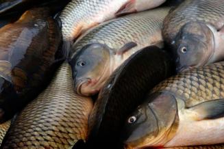 В Костромской области продажи товарной рыбы в&nbsp;2021&nbsp;году выросли почти на&nbsp;40%