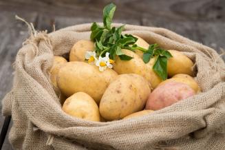 Ученые полностью расшифровали геном картофеля
