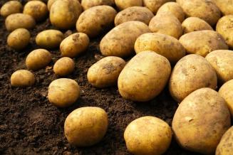 Россия может выйти на полное самообеспечение семенами картофеля к&nbsp;2025 году