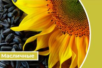 Дайджест «Масличные»: Россия полностью обеспечивает себя растительным маслом и&nbsp;другими основными видами продовольствия