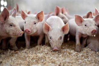 Ученые расшифровали эмоции свиней