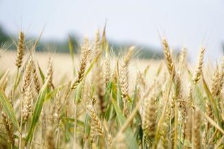 Урожай зерна в РФ в&nbsp;2022 году может составить 123 млн т — Минсельхоз
