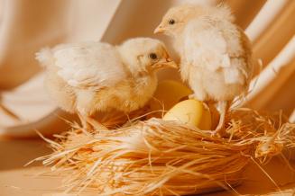 Правительство РФ выделит 5&nbsp;млрд&nbsp;руб. на&nbsp;обеспечение птицефабрик цыплятами