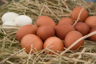 Производство мяса птицы и яиц в&nbsp;России превышает спрос минимум на 3% — НСП